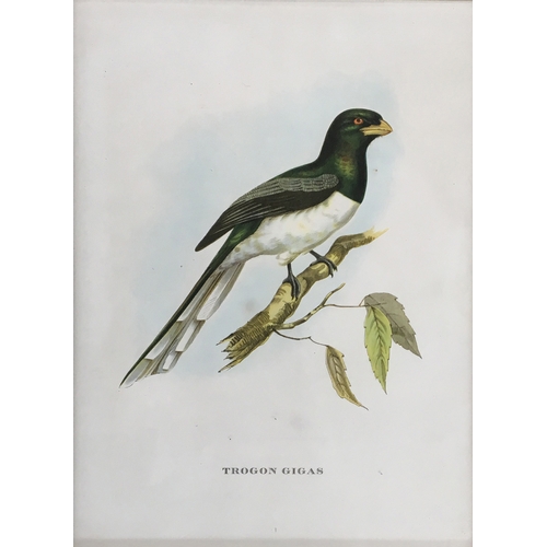 428 - A collection of ornithological lithographs; Gould & Richter 'Platycercus Icterotis', 'Nectarinia Gou... 