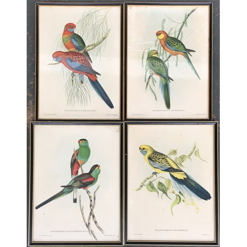 426 - After John Gould and Henry C. Richter, four lithograph bird studies, Platycercus Pennanti; Platycerc... 