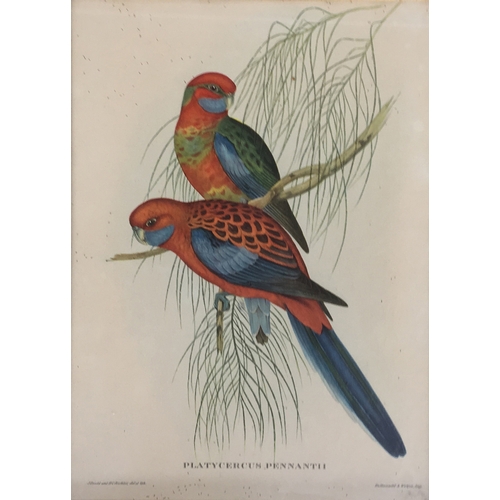 426 - After John Gould and Henry C. Richter, four lithograph bird studies, Platycercus Pennanti; Platycerc... 