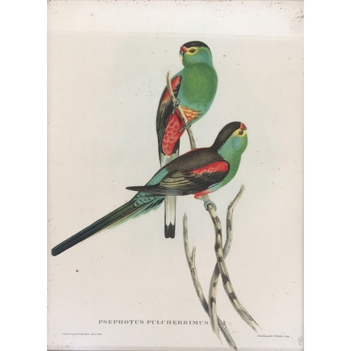 426 - After John Gould and Henry C. Richter, four lithograph bird studies, Platycercus Pennanti; Platycerc... 