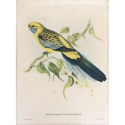 426 - After John Gould and Henry C. Richter, four lithograph bird studies, Platycercus Pennanti; Platycerc... 