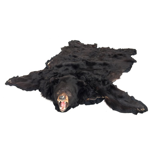 58 - A large black bear skin run, the taxidermy head with some damage to tongue