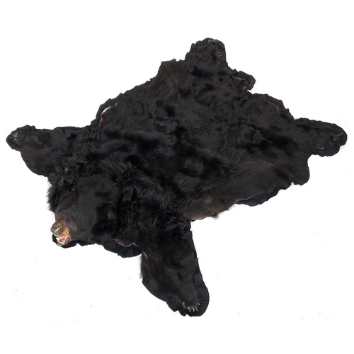 58 - A large black bear skin run, the taxidermy head with some damage to tongue