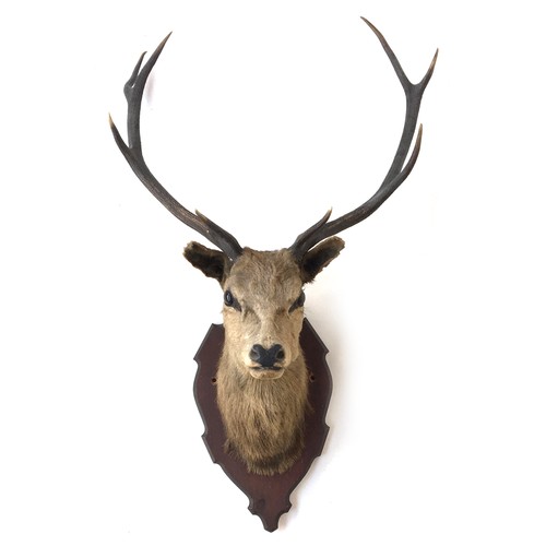 59 - Taxidermy interest: an eight point stag's head