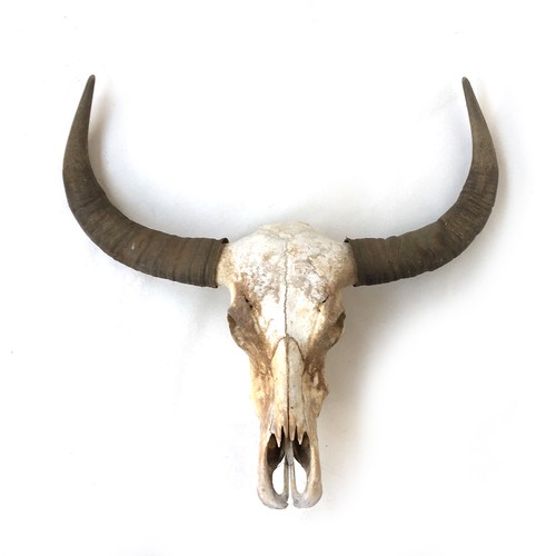 60 - A water buffalo skull, the horns 72cm point to point