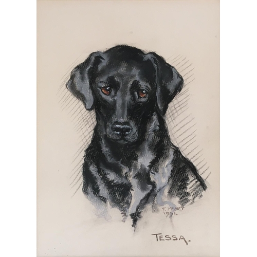 80 - T. Panet, 'Tessa', study of a black labrador, signed and dated 1971, 50x37cm; together with another ... 