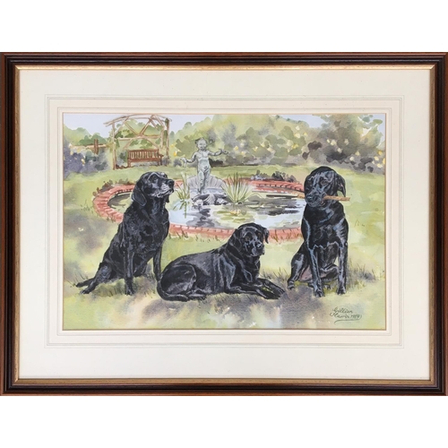 82 - Gillian Harris, study of three black Labradors, watercolour, signed and dated 1989, 36x53cm