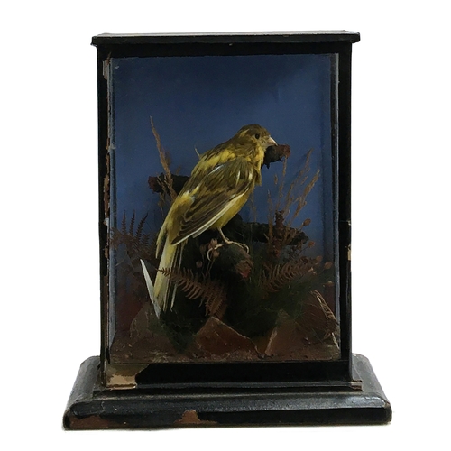 55 - Taxidermy interest: a canary in naturalistic setting, set within a glass case, 25.5cm high