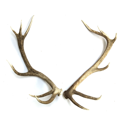 61 - A 12 point set of antlers, unmounted