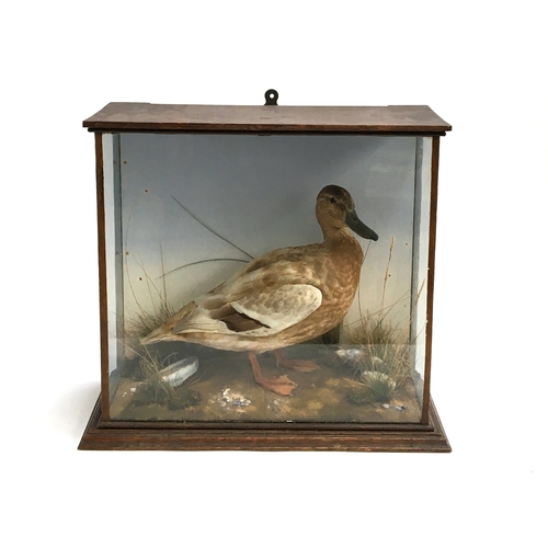 62 - Taxidermy interest, a mallard duck within a naturalistic setting, within glass case, 46cmW