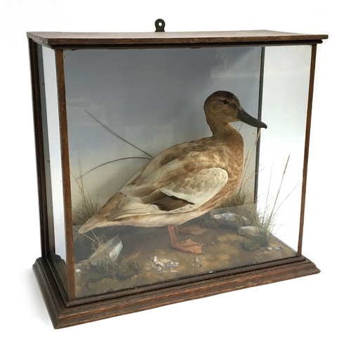 62 - Taxidermy interest, a mallard duck within a naturalistic setting, within glass case, 46cmW