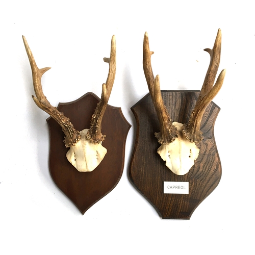 66 - Taxidermy - Six point roebuck half skull mount, mounted on oak shield. Shield 27.5 cmL, antlers 21 c... 