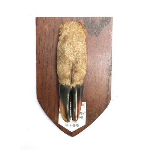 67 - Taxidermy interest: Red deer slot 17cmL mounted on a shield with plaque inscribed 'D & S Stag Hounds... 