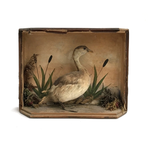 70 - Taxidermy interest: a small aquatic bird in a naturalistic setting, glass absent, the case 33x26cm