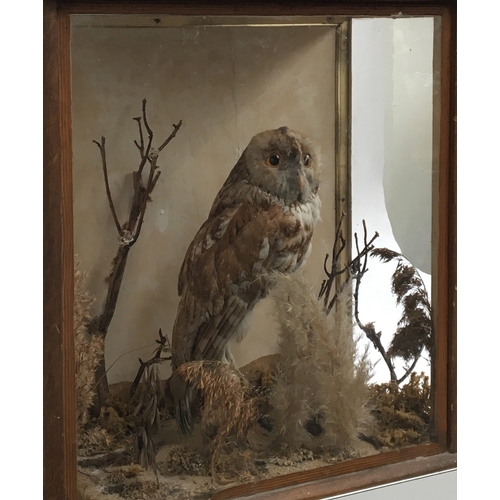 71 - Taxidermy interest: a cased tawny owl in a naturalistic setting, the case 48x49x25cm