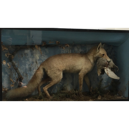 72 - Taxidermy interest: a vixen with partridge in mouth, within a naturalistic setting, the case 97x24x5... 