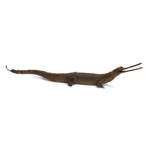 69 - Taxidermy interest: a small stuffed crocodile or similar (AF), 70cm long