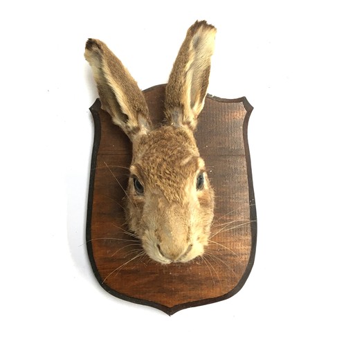 56 - Taxidermy interest: a hare's mask mounted on wooden shield, by David Clayton Taxidermist, killed at ... 