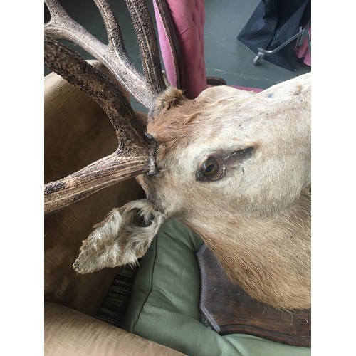 57 - Taxidermy interest: Quantock Staghounds, Triscombe, shoulder mount of red deer stag, possibly Rowlan... 