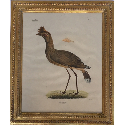 308 - By and after Georg August Goldfuss, (1782 - 1848), Dicholophus cristatus, hand coloured ornithologic... 
