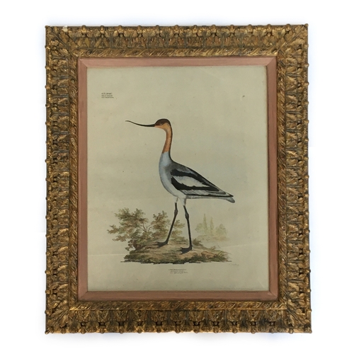 309 - By and after Georg August Goldfuss, (1782 - 1848), Recurvirostra Avosettas (Pied Avocet), hand colou... 