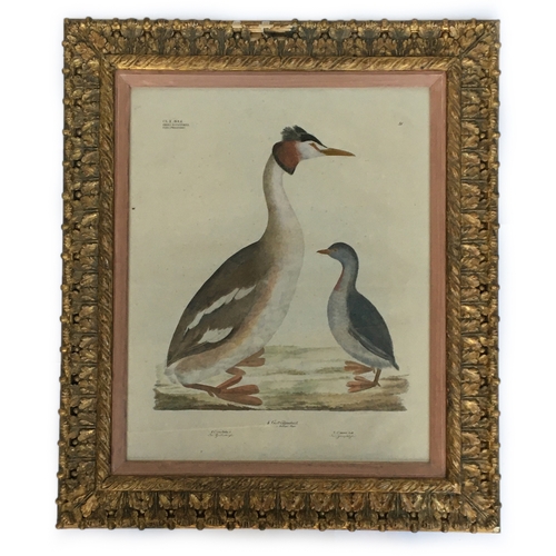 310 - By and after Georg August Goldfuss, (1782 - 1848), Colymbus Podiceps (Pied-Billed Dobchick), hand co... 