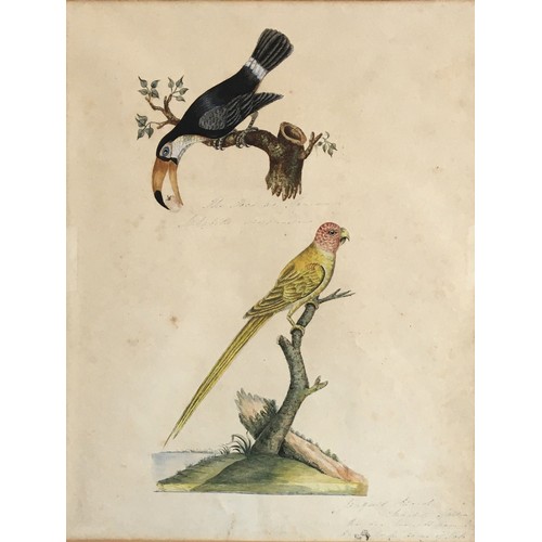 273 - 19th century watercolour study of tropical birds, inscribed to the reverse Mary Croker (?) 1869, 32 ... 