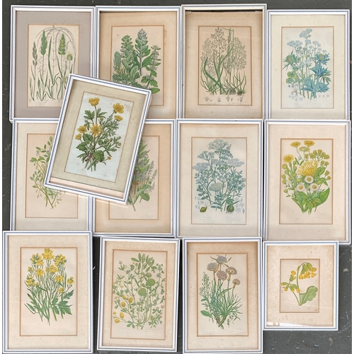 252 - A lot of 13 19th century botanical studies, some Anne Pratt, approx. 20x13cm