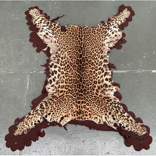 227 - Taxidermy interest: a felt backed leopard skin rug, 135x175cm