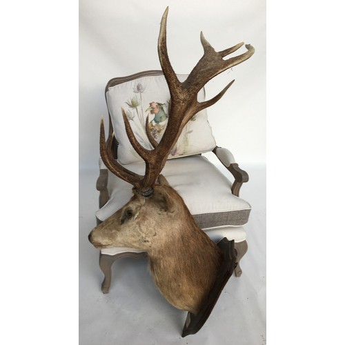 234 - Taxidermy interest: Quantock Staghounds, Triscombe, shoulder mount of red deer stag, possibly Rowlan... 