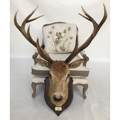 234 - Taxidermy interest: Quantock Staghounds, Triscombe, shoulder mount of red deer stag, possibly Rowlan... 
