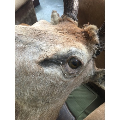 234 - Taxidermy interest: Quantock Staghounds, Triscombe, shoulder mount of red deer stag, possibly Rowlan... 