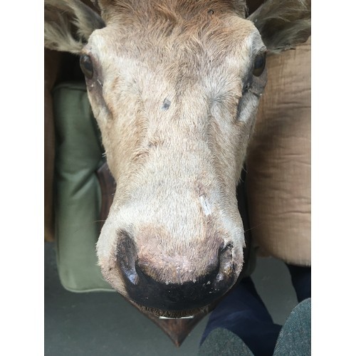 234 - Taxidermy interest: Quantock Staghounds, Triscombe, shoulder mount of red deer stag, possibly Rowlan... 