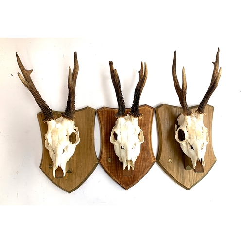 218 - Taxidermy: three roe deer antlers, mounted on wooden shields