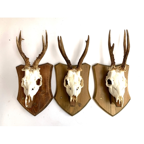 220 - Taxidermy: three roe deer antlers, mounted on wooden shields