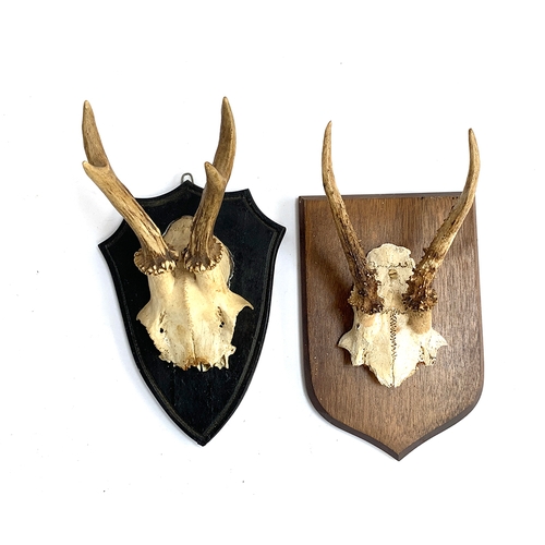 229 - Taxidermy interest: two mounted roe deer antler trophies, on shields