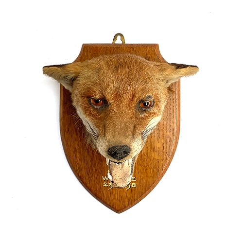 230 - Taxidermy interest: a fox's mask mounted on a wooden shield, inscribed 'East Devon Hunt, Whimple, 23... 