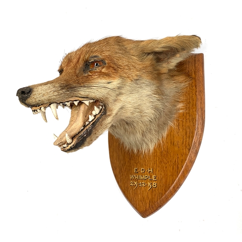 230 - Taxidermy interest: a fox's mask mounted on a wooden shield, inscribed 'East Devon Hunt, Whimple, 23... 