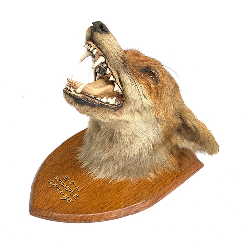 230 - Taxidermy interest: a fox's mask mounted on a wooden shield, inscribed 'East Devon Hunt, Whimple, 23... 