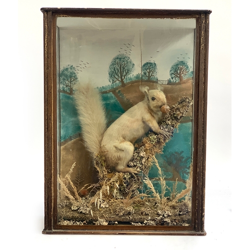 232 - Taxidermy interest: a squirrel with acorn in a naturalistic setting, the glass case 46x33x17cm