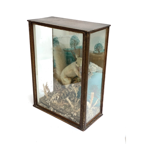 232 - Taxidermy interest: a squirrel with acorn in a naturalistic setting, the glass case 46x33x17cm