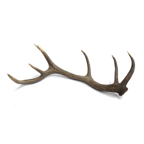 233 - A large red dear antler, 7 points, 83cm long