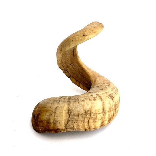 223 - A twisted rams horn, approx. 22cmH