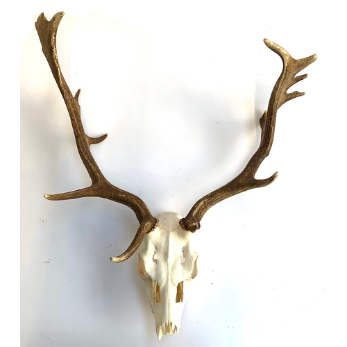 224 - Taxidermy interest: a set of 10 point red deer antlers mounted on a carved wooden shield with oak le... 