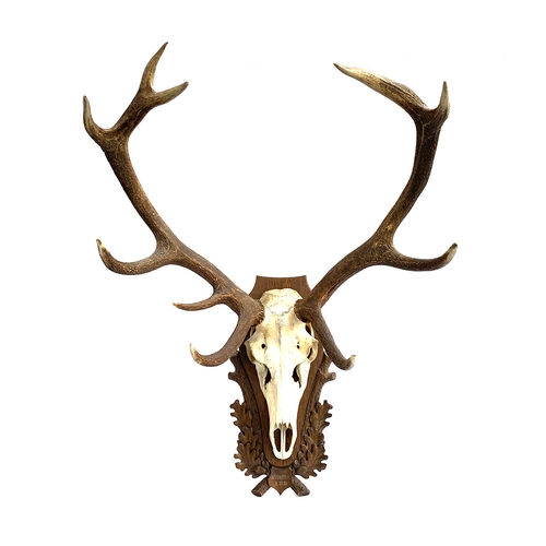 225 - Taxidermy interest: a pair of fallow deer antlers, approx. 60cm high
