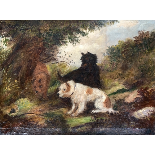 417 - Edward Armfield (1817-1896), a pair oil on board, terriers by a burrow and terriers with a quarry, e... 