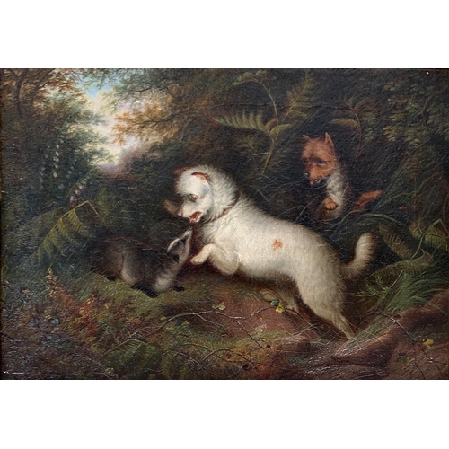 418 - Manner of Armfield, 19th century British, terrier with a badger at bay, oil on canvas, 24x34.5cm