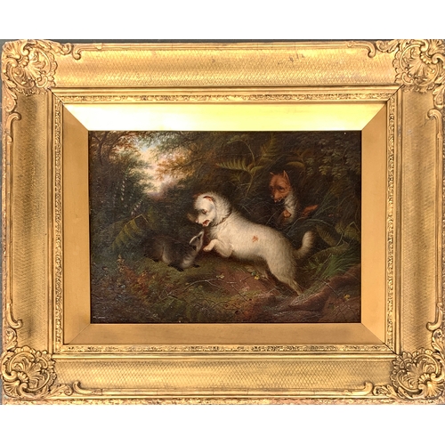 418 - Manner of Armfield, 19th century British, terrier with a badger at bay, oil on canvas, 24x34.5cm