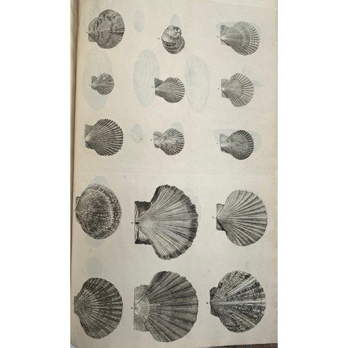 321 - Pulteney, Richard (1730-1801); and Thomas Rackett (1757-1841), 'Catalogues of the birds, shells, and... 