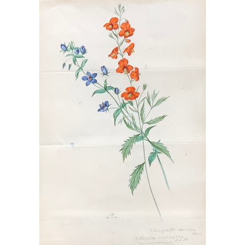 368 - Ludwig Lormstein (German, 1786 - 1866), floral study, 'Anagallis Caerulea, Alonsoa Incisaefolia', go... 